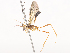 ( - CBG-A38533-B08)  @11 [ ] CreativeCommons - Attribution Share - Alike (2024) CBG Photography Group Centre for Biodiversity Genomics