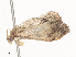  ( - CBG-A38533-D01)  @11 [ ] CreativeCommons - Attribution Share - Alike (2024) CBG Photography Group Centre for Biodiversity Genomics