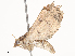  ( - CBG-A38533-D06)  @11 [ ] CreativeCommons - Attribution Share - Alike (2024) CBG Photography Group Centre for Biodiversity Genomics
