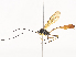  (Dusona INB-844aDHJ02 - CBG-A38533-E09)  @11 [ ] CreativeCommons - Attribution Share - Alike (2024) CBG Photography Group Centre for Biodiversity Genomics