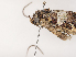  ( - CBG-A38534-G02)  @11 [ ] CreativeCommons - Attribution Share - Alike (2024) CBG Photography Group Centre for Biodiversity Genomics