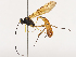  ( - CBG-A38535-E06)  @11 [ ] CreativeCommons - Attribution Share - Alike (2024) CBG Photography Group Centre for Biodiversity Genomics