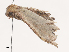  ( - CBG-A38536-G02)  @11 [ ] CreativeCommons - Attribution Share - Alike (2024) CBG Photography Group Centre for Biodiversity Genomics