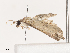  ( - CBG-A38536-H02)  @11 [ ] CreativeCommons - Attribution Share - Alike (2024) CBG Photography Group Centre for Biodiversity Genomics