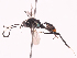  ( - CBG-A38550-C12)  @11 [ ] CreativeCommons - Attribution Share - Alike (2024) CBG Photography Group Centre for Biodiversity Genomics