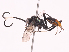  ( - CBG-A38550-D01)  @11 [ ] CreativeCommons - Attribution Share - Alike (2024) CBG Photography Group Centre for Biodiversity Genomics