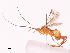  (Exasticolus Malaise7740 - CBG-A38550-E10)  @11 [ ] CreativeCommons - Attribution Share - Alike (2024) CBG Photography Group Centre for Biodiversity Genomics
