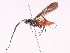  ( - CBG-A38550-G04)  @11 [ ] CreativeCommons - Attribution Share - Alike (2024) CBG Photography Group Centre for Biodiversity Genomics