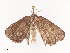  ( - CBG-A38551-E11)  @11 [ ] CreativeCommons - Attribution Share - Alike (2024) CBG Photography Group Centre for Biodiversity Genomics