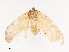  ( - CBG-A38551-E12)  @11 [ ] CreativeCommons - Attribution Share - Alike (2024) CBG Photography Group Centre for Biodiversity Genomics