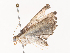  ( - CBG-A38551-F01)  @11 [ ] CreativeCommons - Attribution Share - Alike (2024) CBG Photography Group Centre for Biodiversity Genomics