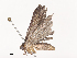  ( - CBG-A38551-F02)  @11 [ ] CreativeCommons - Attribution Share - Alike (2024) CBG Photography Group Centre for Biodiversity Genomics