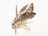  ( - CBG-A38551-G02)  @11 [ ] CreativeCommons - Attribution Share - Alike (2024) CBG Photography Group Centre for Biodiversity Genomics