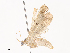  ( - CBG-A38551-G05)  @11 [ ] CreativeCommons - Attribution Share - Alike (2024) CBG Photography Group Centre for Biodiversity Genomics
