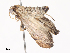  ( - CBG-A38551-G06)  @11 [ ] CreativeCommons - Attribution Share - Alike (2024) CBG Photography Group Centre for Biodiversity Genomics