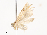  ( - CBG-A38551-G11)  @11 [ ] CreativeCommons - Attribution Share - Alike (2024) CBG Photography Group Centre for Biodiversity Genomics