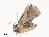  ( - CBG-A38551-H02)  @11 [ ] CreativeCommons - Attribution Share - Alike (2024) CBG Photography Group Centre for Biodiversity Genomics
