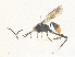  ( - CBG-A38554-C01)  @11 [ ] CreativeCommons - Attribution Share - Alike (2024) CBG Photography Group Centre for Biodiversity Genomics