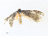  ( - CBG-A38555-D12)  @11 [ ] CreativeCommons - Attribution Share - Alike (2024) CBG Photography Group Centre for Biodiversity Genomics