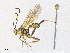  ( - CBG-A38555-H02)  @11 [ ] CreativeCommons - Attribution Share - Alike (2024) CBG Photography Group Centre for Biodiversity Genomics