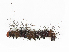  ( - CBG-A38556-H07)  @11 [ ] CreativeCommons - Attribution Share-Alike (2024) CBG Photography Group Centre for Biodiversity Genomics
