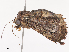  ( - CBG-A38557-H08)  @11 [ ] CreativeCommons - Attribution Share - Alike (2024) CBG Photography Group Centre for Biodiversity Genomics