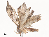  ( - CBG-A38560-B02)  @11 [ ] CreativeCommons - Attribution Share - Alike (2024) CBG Photography Group Centre for Biodiversity Genomics