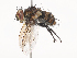  (Chrysoexorista Malaise8731 - CBG-A38560-E07)  @11 [ ] CreativeCommons - Attribution Share - Alike (2024) CBG Photography Group Centre for Biodiversity Genomics