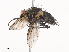  (Lixophaga Malaise8730 - CBG-A38560-F03)  @11 [ ] CreativeCommons - Attribution Share - Alike (2024) CBG Photography Group Centre for Biodiversity Genomics