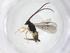  (Dolichogenidea alexamasisi - CBG-A39093-A07)  @11 [ ] CreativeCommons - Attribution Share - Alike (2024) Centre for Biodiversity Genomics Centre for Biodiversity Genomics
