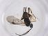  (Dolichogenidea Malaise5249 - CBG-A39103-A02)  @11 [ ] CreativeCommons - Attribution Share - Alike (2024) Centre for Biodiversity Genomics Centre for Biodiversity Genomics