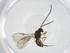  (Opius Malaise1457 - CBG-A39108-G08)  @11 [ ] CreativeCommons - Attribution Share - Alike (2024) Centre for Biodiversity Genomics Centre for Biodiversity Genomics