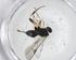  (Dolichogenidea Malaise9519 - CBG-A39138-D07)  @11 [ ] CreativeCommons - Attribution Share - Alike (2024) Centre for Biodiversity Genomics Centre for Biodiversity Genomics
