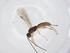  (Heterospilus Malaise5243 - CBG-A39160-C10)  @11 [ ] CreativeCommons - Attribution Share - Alike (2024) Centre for Biodiversity Genomics Centre for Biodiversity Genomics