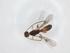  (Curtisella malaise9385 - CBG-A39219-B07)  @11 [ ] CreativeCommons - Attribution Share - Alike (2024) Centre for Biodiversity Genomics Centre for Biodiversity Genomics