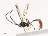  (Dusona INB-317 - CBG-A40169-A03)  @11 [ ] CreativeCommons - Attribution Share - Alike (2024) CBG Photography Group Centre for Biodiversity Genomics