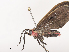  ( - CBG-A40169-D01)  @11 [ ] CreativeCommons - Attribution Share - Alike (2024) CBG Photography Group Centre for Biodiversity Genomics