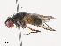  (Ceromya Malaise0422 - CBG-A40171-G11)  @11 [ ] CreativeCommons - Attribution Share - Alike (2024) CBG Photography Group Centre for Biodiversity Genomics