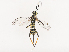  (crypMalaise01 Malaise8328 - CBG-A40172-G08)  @11 [ ] CreativeCommons - Attribution Share - Alike (2024) CBG Photography Group Centre for Biodiversity Genomics