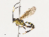  ( - CBG-A40172-G09)  @11 [ ] CreativeCommons - Attribution Share - Alike (2024) CBG Photography Group Centre for Biodiversity Genomics