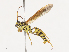  ( - CBG-A40172-G10)  @11 [ ] CreativeCommons - Attribution Share - Alike (2024) CBG Photography Group Centre for Biodiversity Genomics