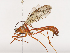  (Netelia Malaise6994 - CBG-A41762-D10)  @11 [ ] CreativeCommons - Attribution Share - Alike (2024) CBG Photography Group Centre for Biodiversity Genomics