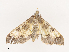  (crambidJanzen01 Janzen9390 - CBG-A41762-E02)  @11 [ ] CreativeCommons - Attribution Share - Alike (2024) CBG Photography Group Centre for Biodiversity Genomics