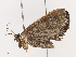  ( - CBG-A41762-E04)  @11 [ ] CreativeCommons - Attribution Share - Alike (2024) CBG Photography Group Centre for Biodiversity Genomics