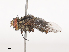  ( - CBG-A41763-C09)  @11 [ ] CreativeCommons - Attribution Share - Alike (2024) CBG Photography Group Centre for Biodiversity Genomics