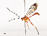  ( - CBG-A41763-D03)  @11 [ ] CreativeCommons - Attribution Share - Alike (2024) CBG Photography Group Centre for Biodiversity Genomics