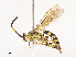  ( - CBG-A41764-A01)  @11 [ ] CreativeCommons - Attribution Share - Alike (2024) CBG Photography Group Centre for Biodiversity Genomics