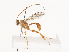  ( - CBG-A41765-G01)  @11 [ ] CreativeCommons - Attribution Share - Alike (2024) CBG Photography Group Centre for Biodiversity Genomics