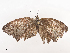 ( - CBG-A41785-E01)  @11 [ ] CreativeCommons - Attribution Share - Alike (2024) CBG Photography Group Centre for Biodiversity Genomics