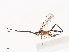  (ctenoMalaise01 Malaise6571 - CBG-A41787-D09)  @11 [ ] CreativeCommons - Attribution Share - Alike (2024) CBG Photography Group Centre for Biodiversity Genomics